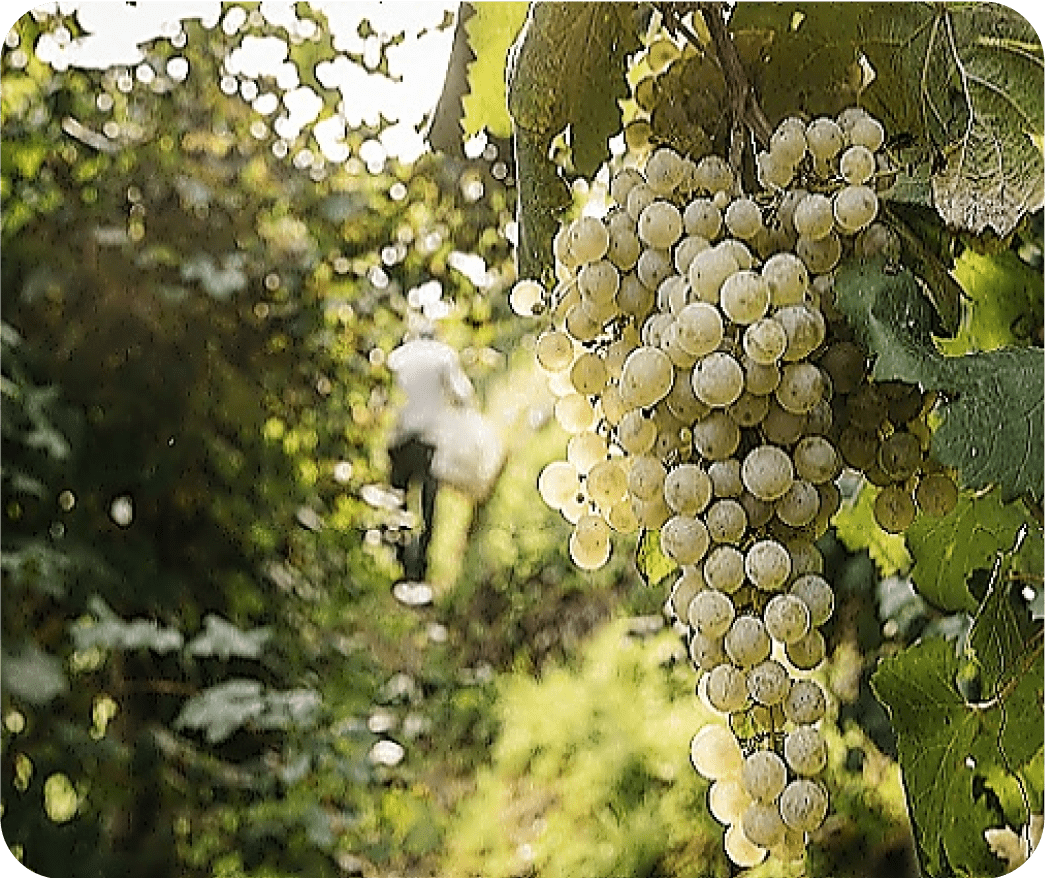 Prosecco's Glera grape harvest in Veneto, Italy.
